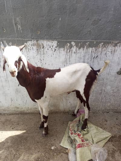 bakra bakri dumba