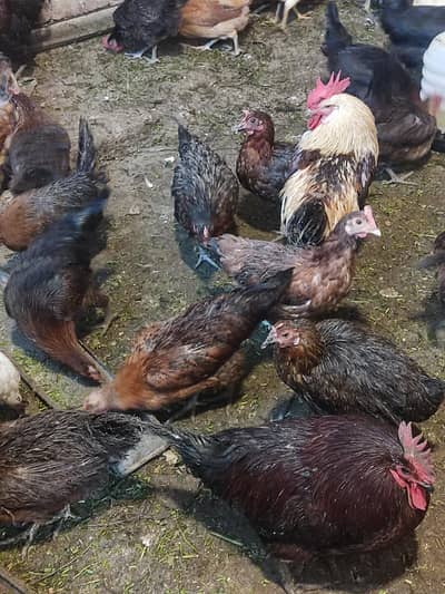 egg laying hens for sale