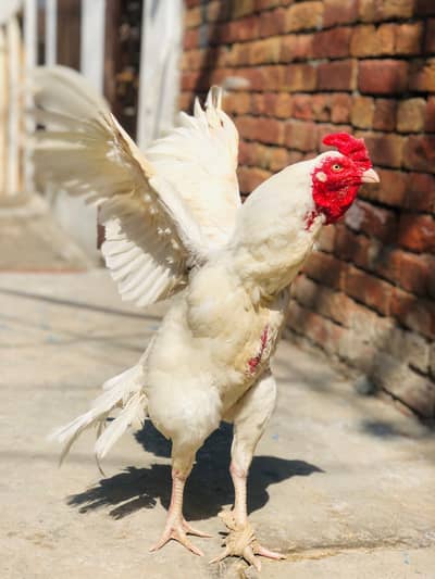 pure aseel murga hai whtspp 03157941810