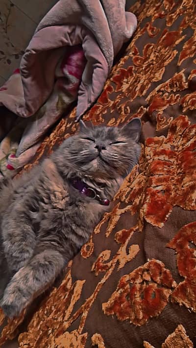 1 female. 2 years   and 1 male. 1 years