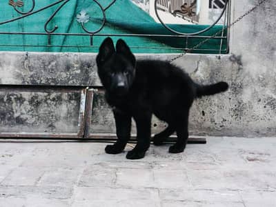 Belgian Shepherd black