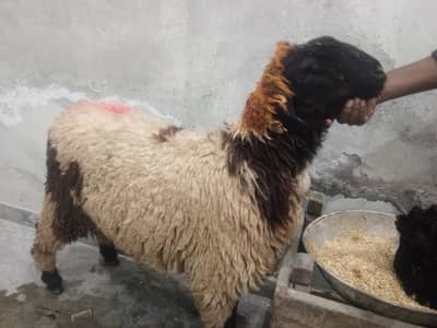 Full healthy and active Qurbani ka liya 1khera h or 1donda h