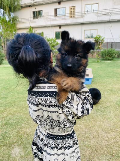 Long coat, black mask pink pedigree German Shepherd puppies