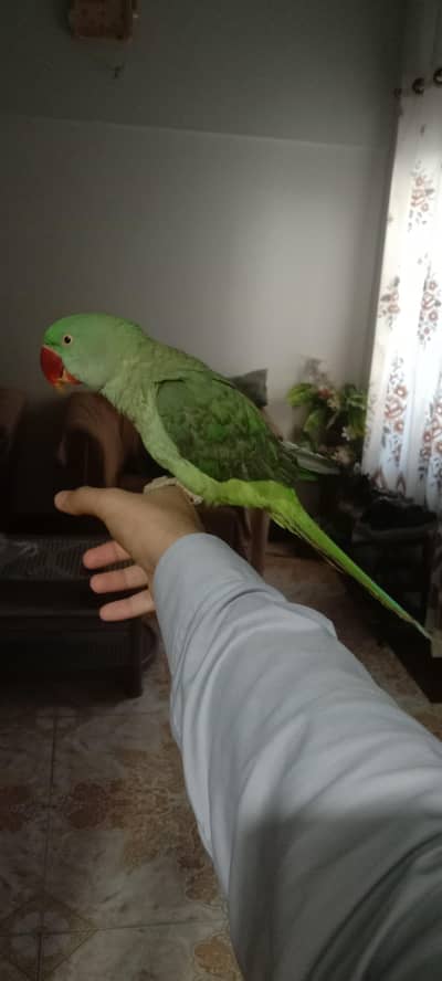 Kashmiri Raw Parrot for sell