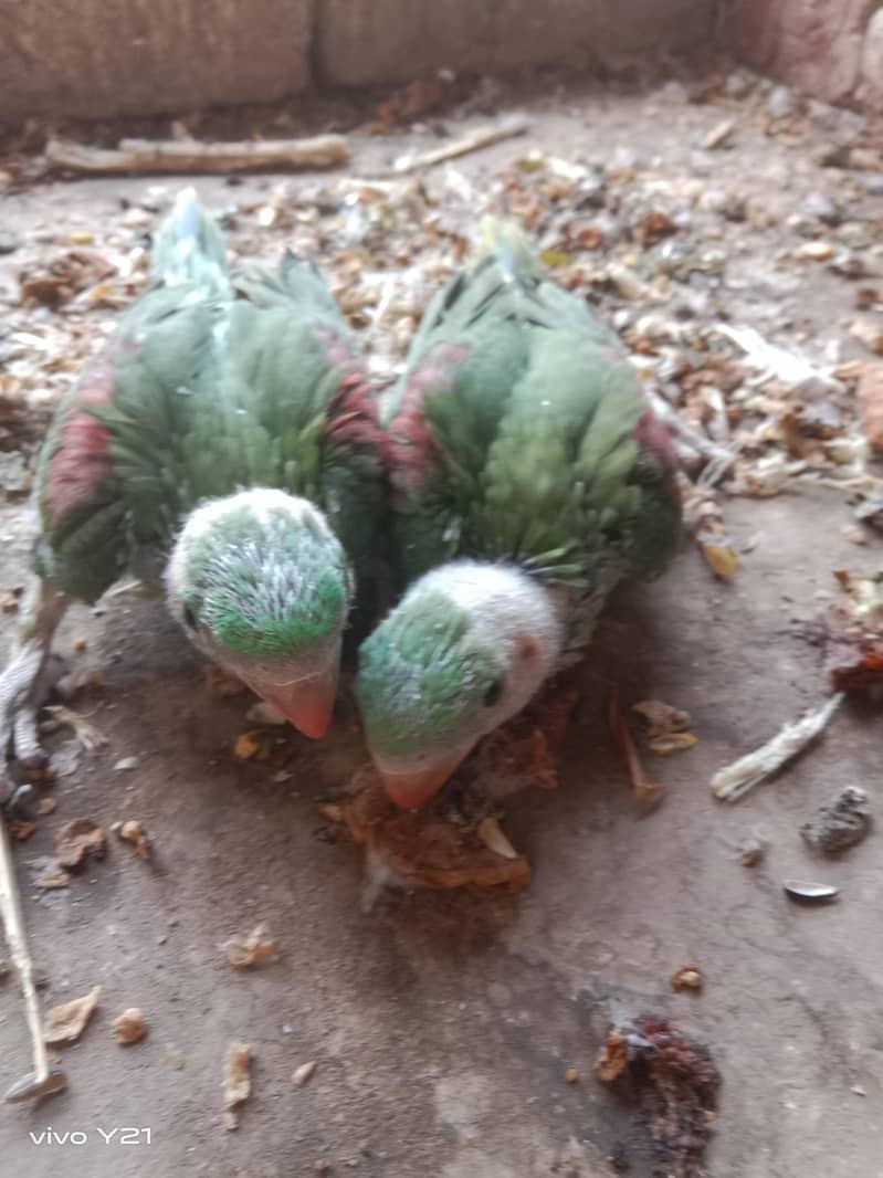 raw parrots 0