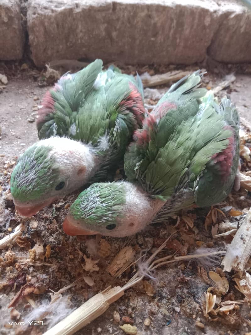 raw parrots 1