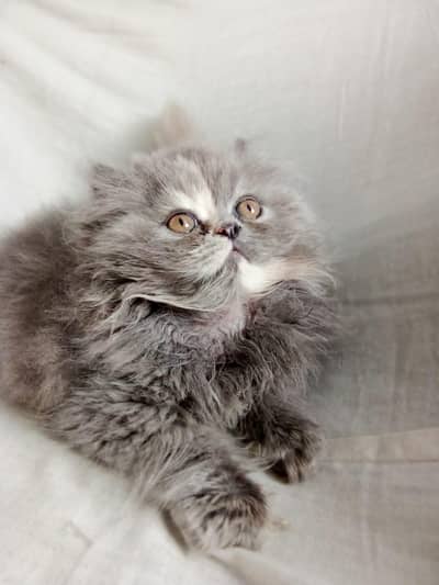 Persian Cat