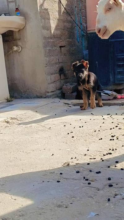 German Shepherd Top Quality Breed