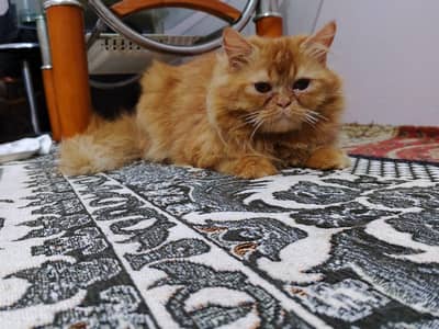 perky face breeder male pH no 03181277447