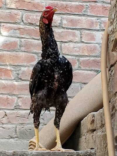 aseel pathe murgiya for sale in very low price