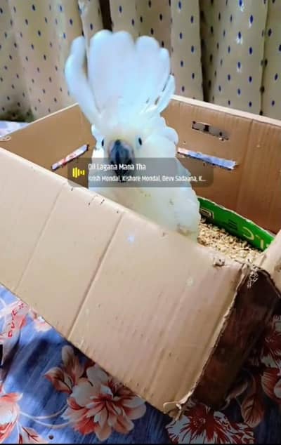 UMBRELLA CACKTAOO need good offer