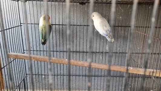 cocktail common white  red eyes, lovebird , java  pair .