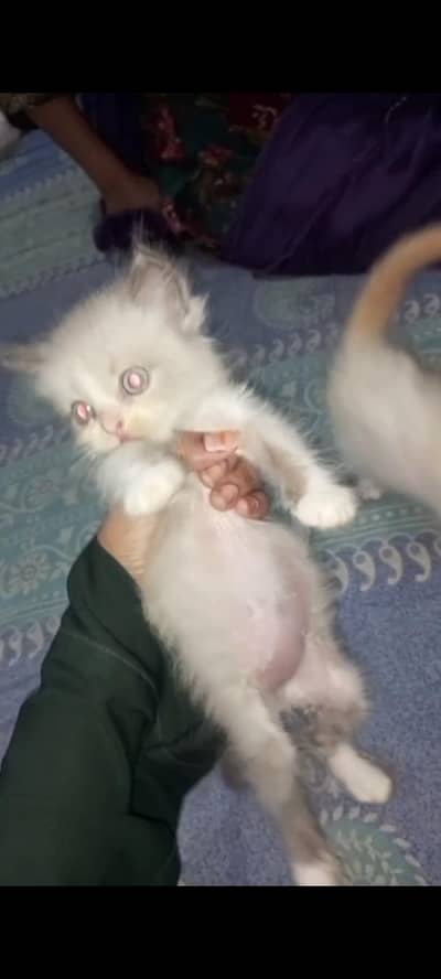 Pure Persian kitten for sale  white color blue eyes  double coat coat