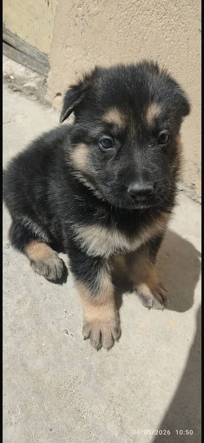 Puppy male