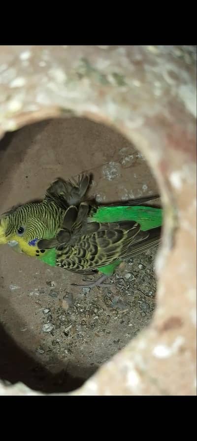 hogoromo,hogo,bajri,red eyes,fellow,double flower,