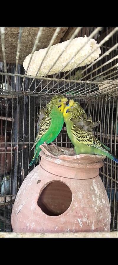 hogoromo,hogo,bajri,red eyes,fellow,double flower,