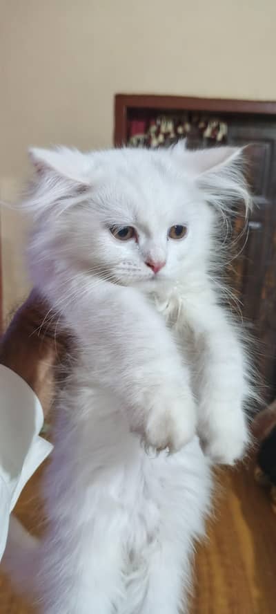persian cat kitten for sale
