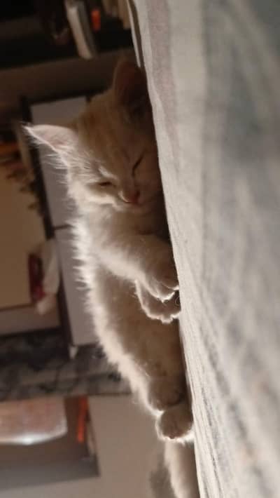 Persian Male Kitten Pure breed Tri Coated .