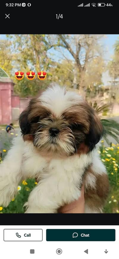 Shihtzu puppy Male
