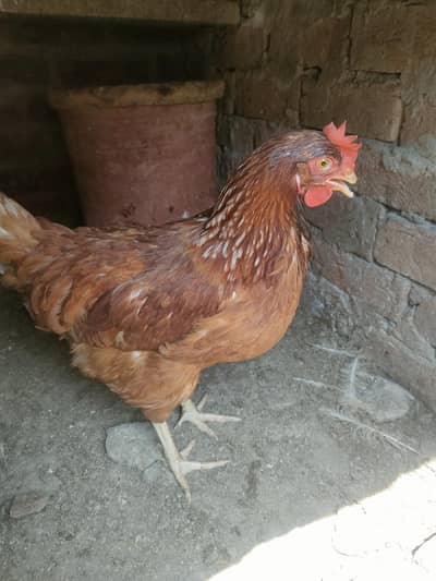 lohman brown hen o3o7-94 27 533