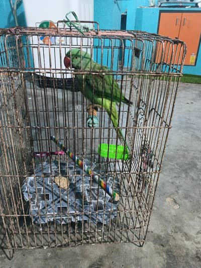 leiny Wala mesg kry 3