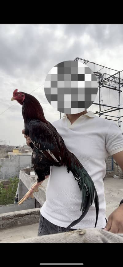 High quality aseel murgha