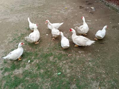 White Muscovy ducks for sale Ghr ki breed hai egg laying kar Rahi hai