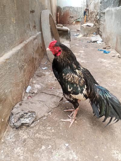 black jawa murga zabardast bladder A1  chez he