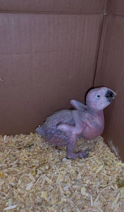 macaw  Healthy Baby Parrot (25 Days Old)