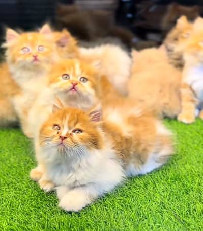 Cat Persian Persian kittens Blue eyes long hair 03/40\58/786\97