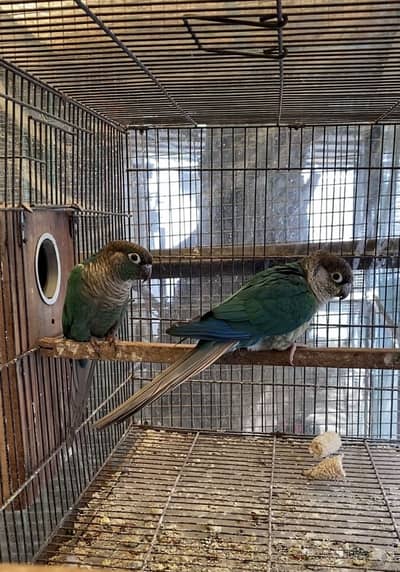 Blue turquoise 2 breeder pairs available with DNA