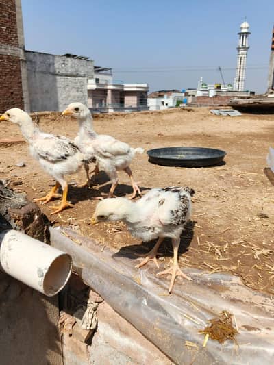 Aseel chicks Aseel mianwali Chicks Aseel chozy