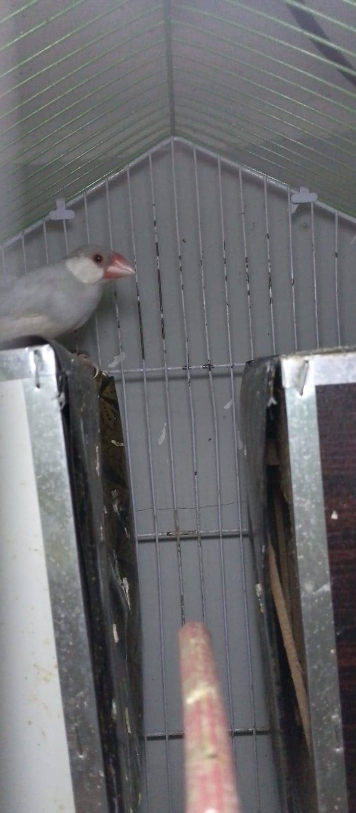 Java Silver Pair & One Gray Piece. 0