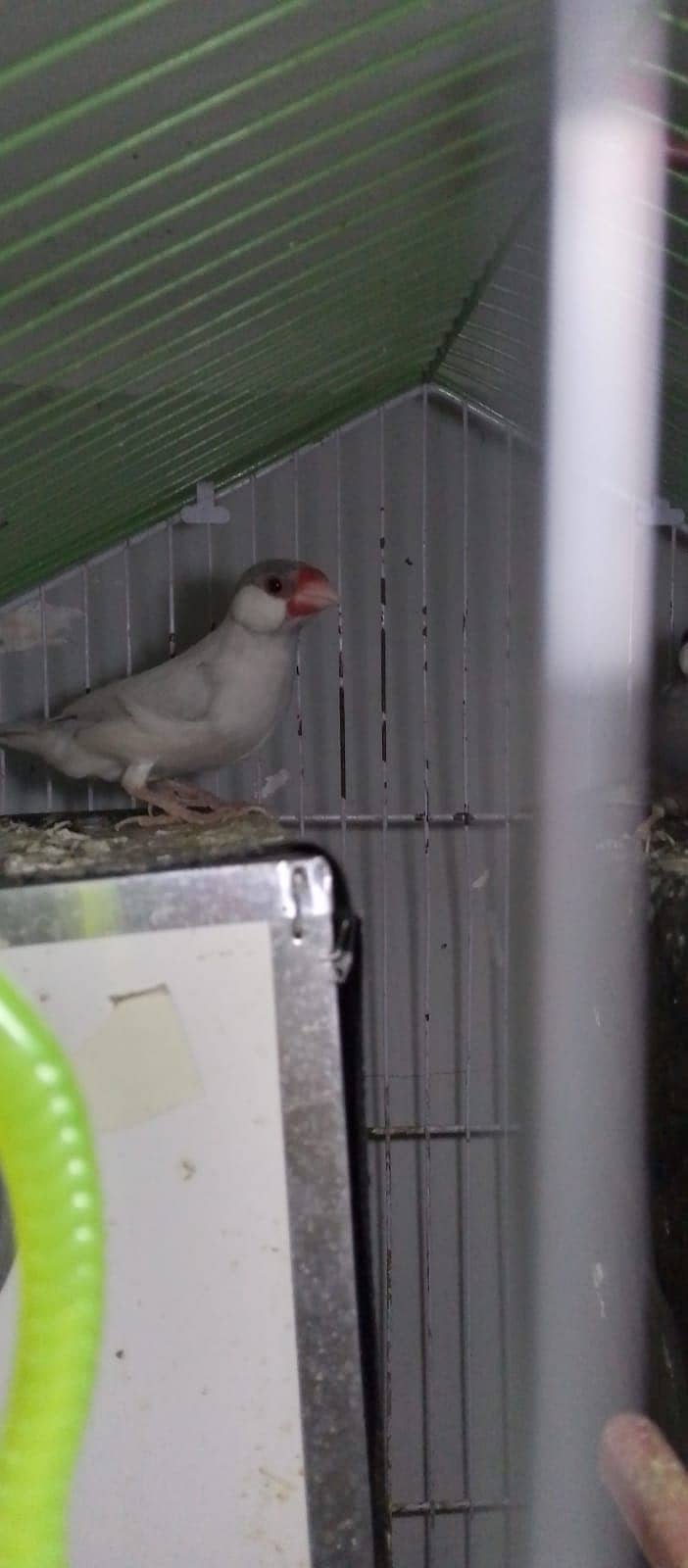 Java Silver Pair & One Gray Piece. 1