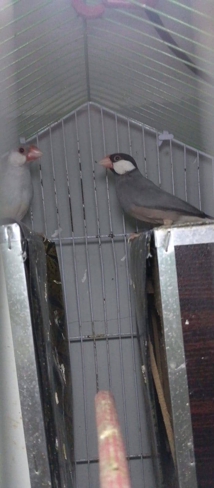 Java Silver Pair & One Gray Piece. 2