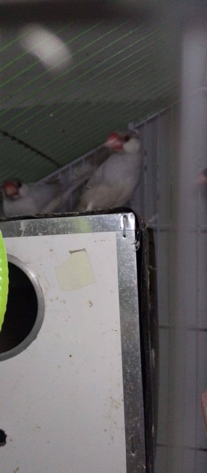 Java Silver Pair & One Gray Piece. 3