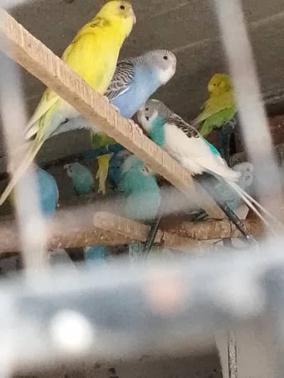 Australian parrot for sale interested log rabta kry