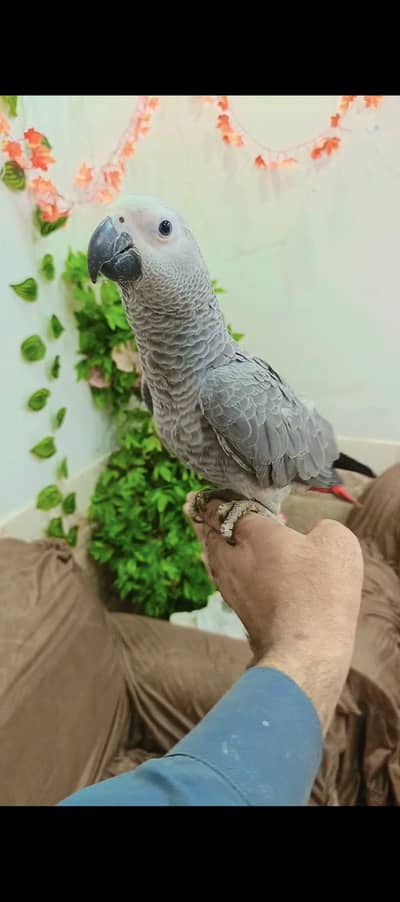 Congo African Grey self eclectus electus talking parrot macaw cocatoo