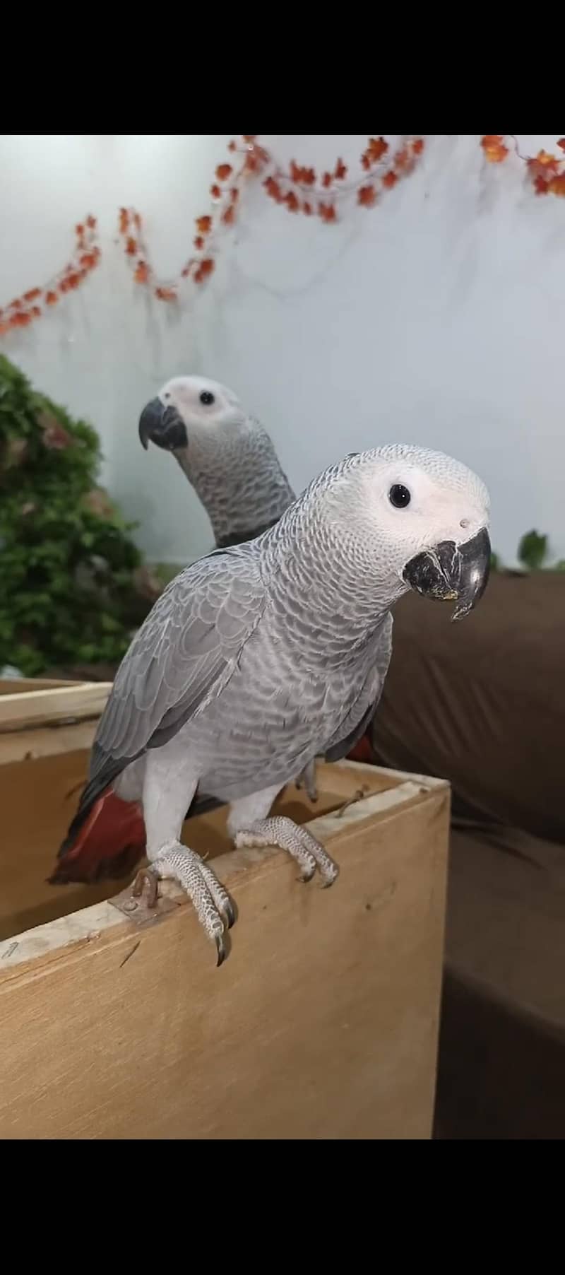 cocato triton african Grey eclectus electus talking parrot macaw ...