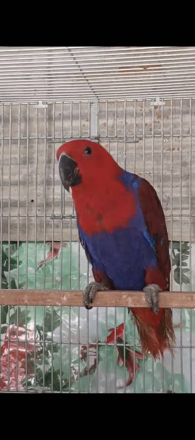 cocato triton african Grey eclectus electus talking parrot macaw
