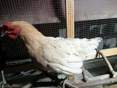 misri murgi (Ando wali)