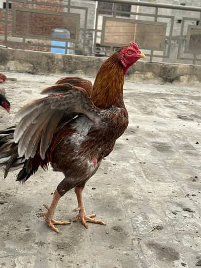 Aseel mianwali 2Murga beautiful colour