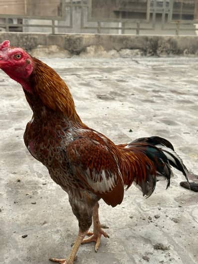 Aseel mianwali Murga