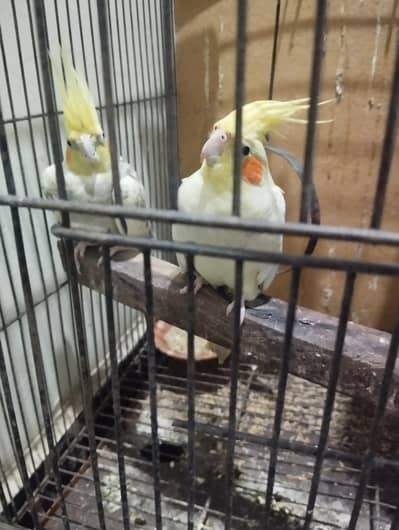 i am selling my parrots coactail