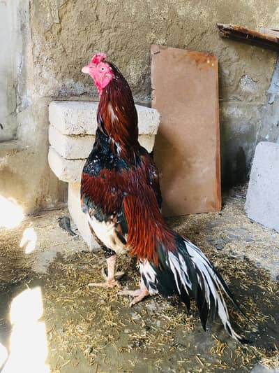 ASEEL MURGHA FOR SALE READ DESCRIPTION