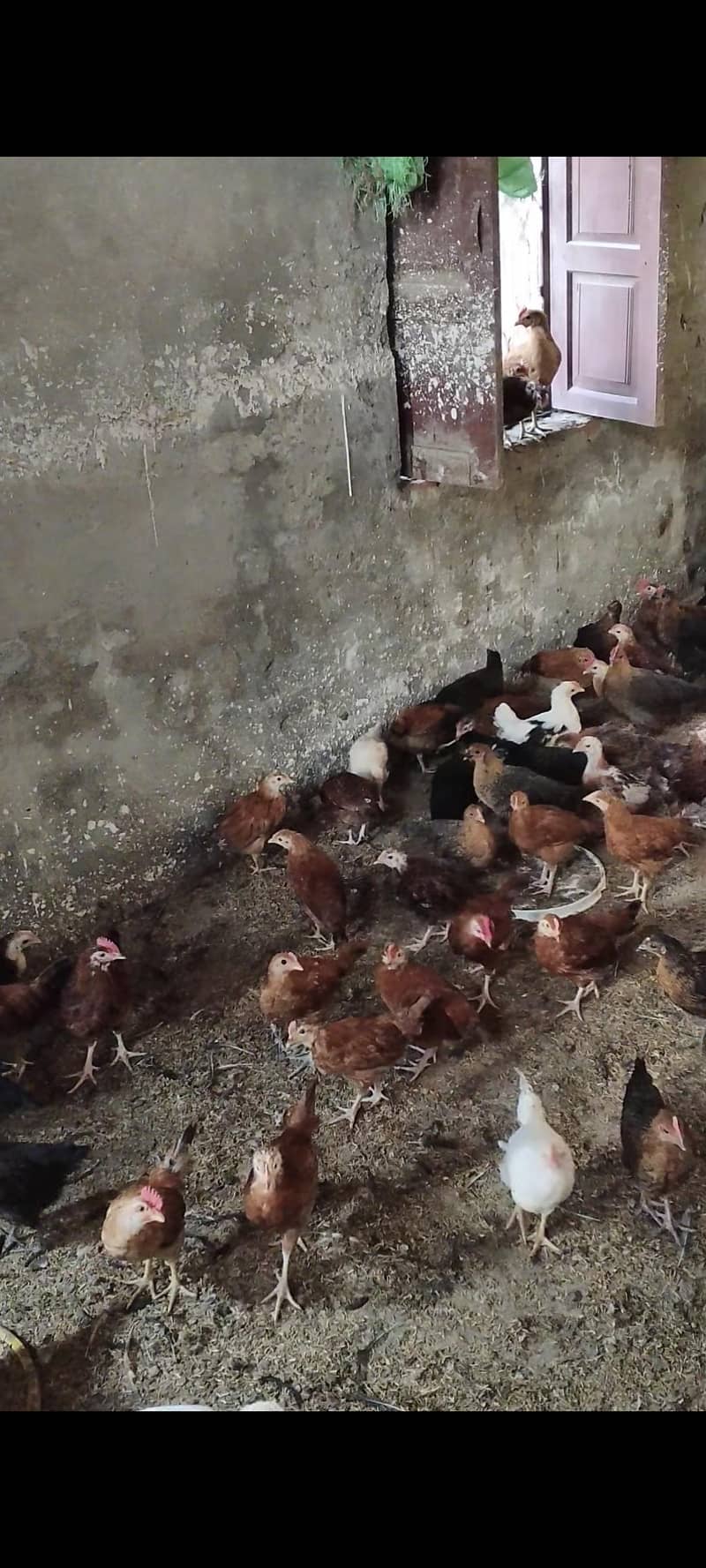 مصری گولڈن 1