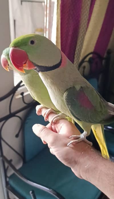 Pahari Raw Parrot Breeder Handtame Talking Pair Contact 03362838259
