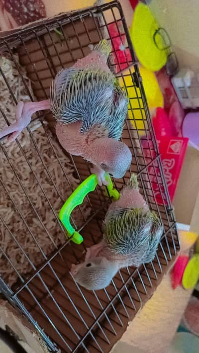 ringneck chick homes breed for sell