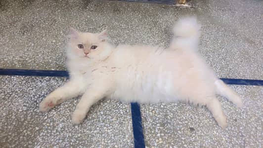 persian double cotted Cat