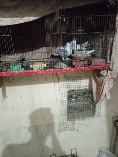 mashallah boht peyara pair h 2baby b h sath or agg deya  h dubara or